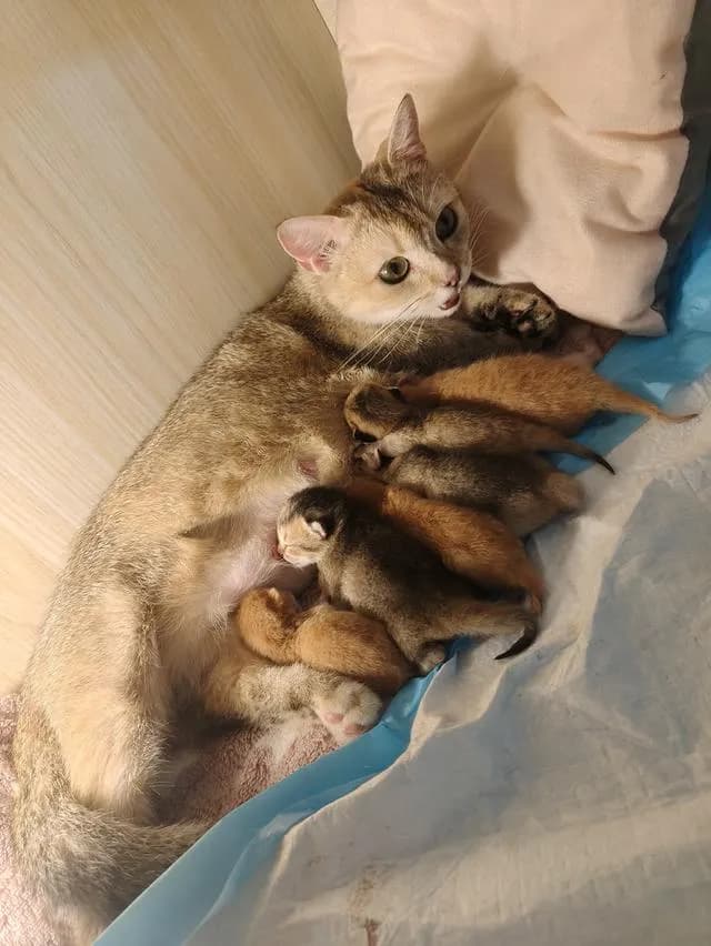 พ่อพันธุ์สก็อตติช ให้ลูกเยอะอายุ 11 เดือน