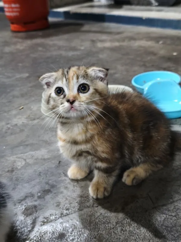 สก็อตติช มันกิ้น ดญ ขาสั้น