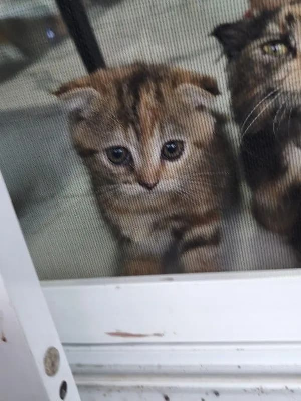 สก็อตติช มันกิ้น ดญ ขาสั้น