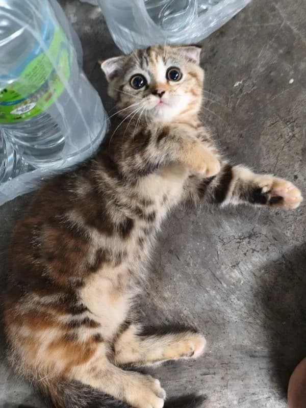 สก็อตติช มันกิ้น ดญ ขาสั้น