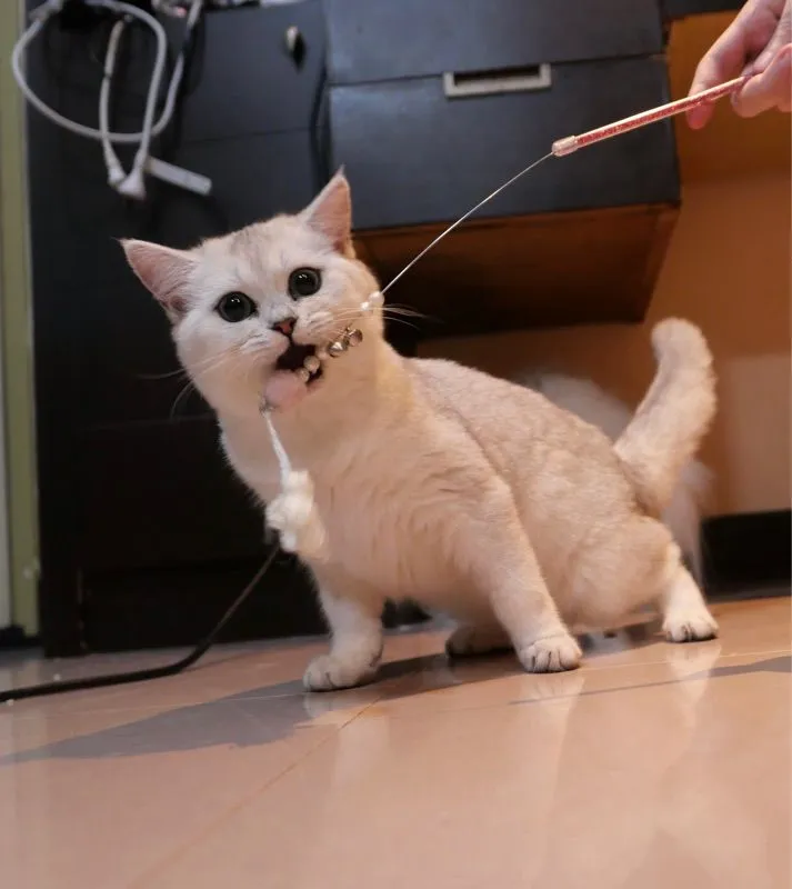 แมวเพศเมีย