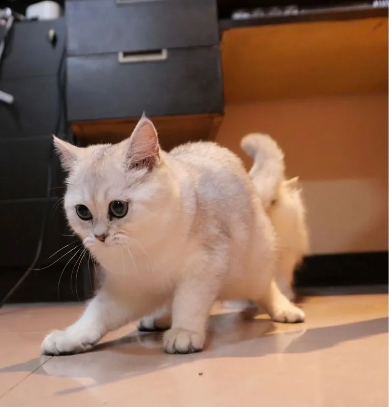 แมวเพศเมีย
