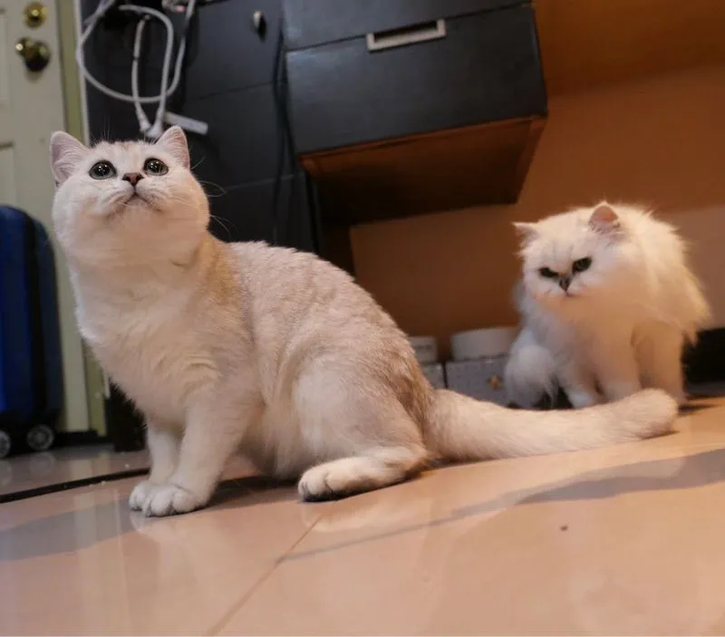 แมวเพศเมีย