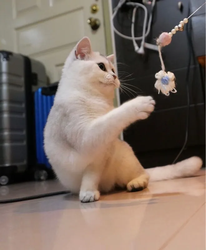 แมวเพศเมีย