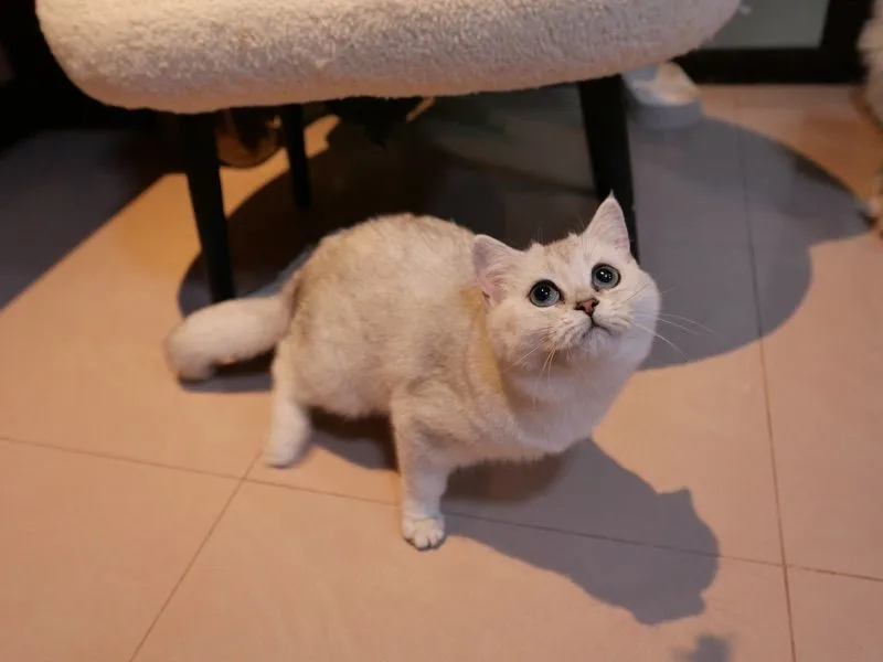 แมวเพศเมีย
