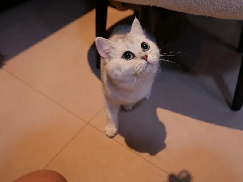 แมวเพศเมีย