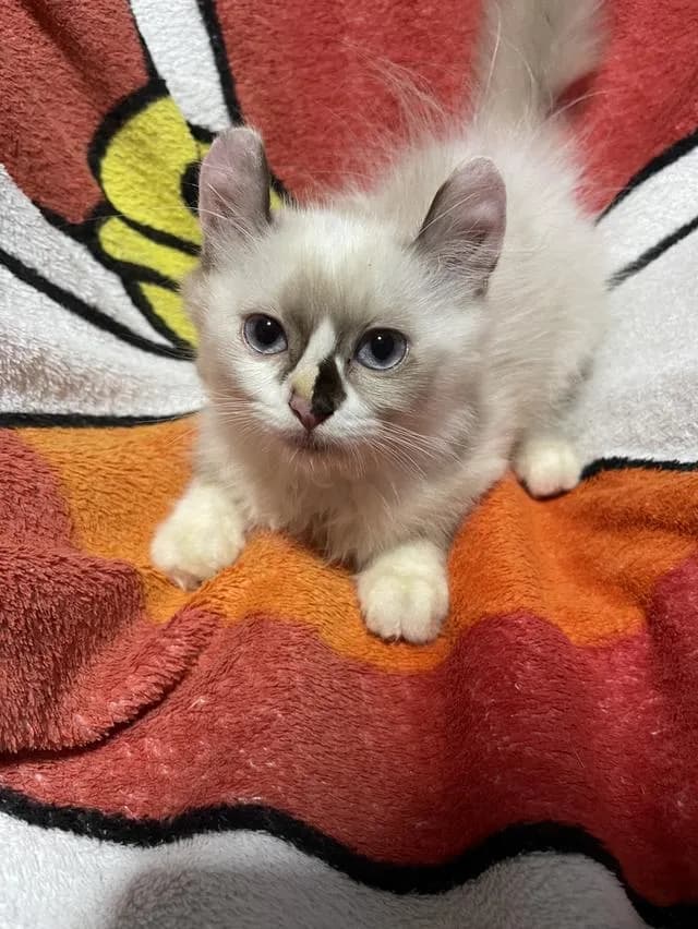 น้องแมวพันธุ์ เพศหญิง พ่อหิมาลายัน แม่อเมริกันเคิร์ล ( หูบิน ) ตาสีฟ้า