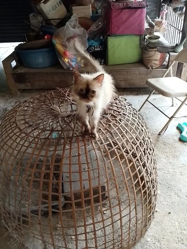 แมวเปอร์เซีย