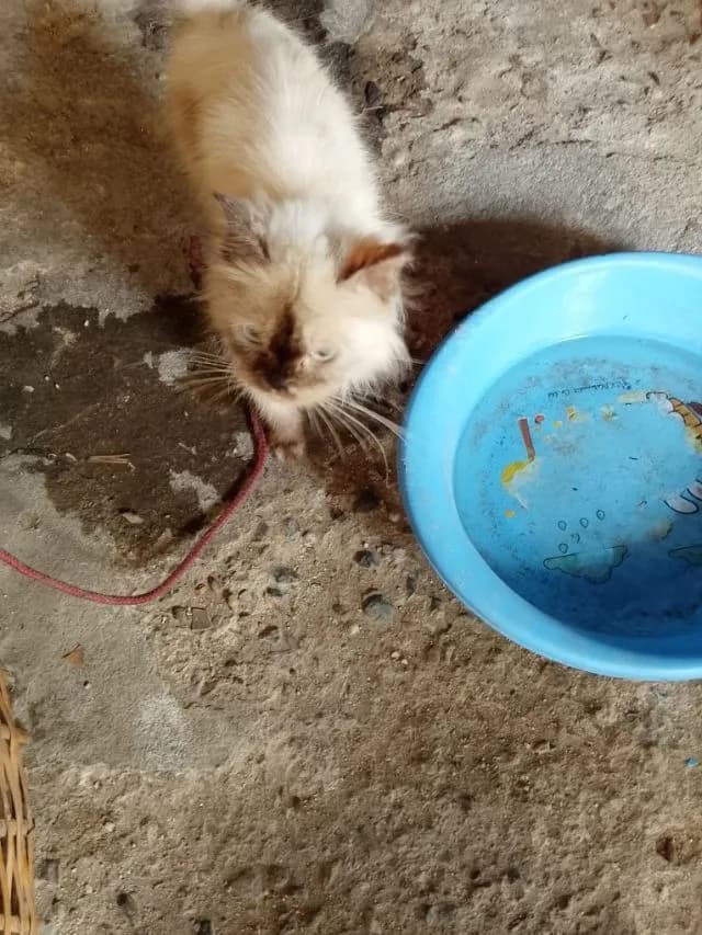 แมวเปอร์เซีย
