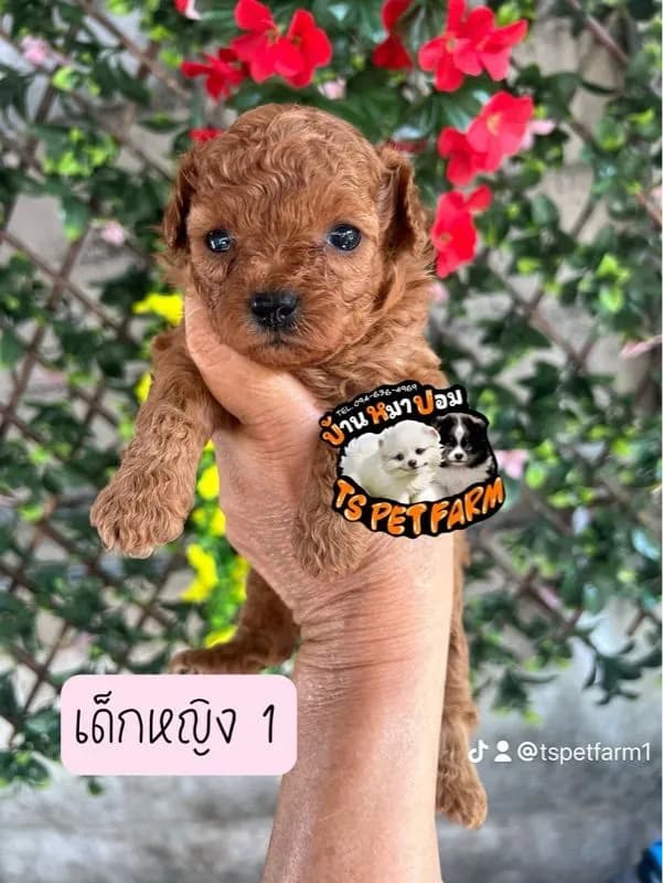 พุดเดิ้ลแท้