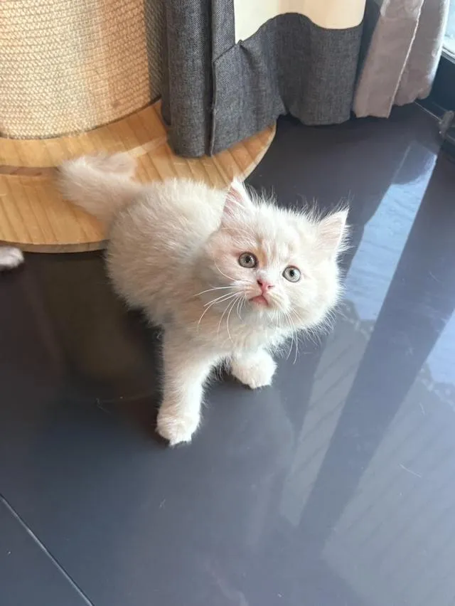 แมวเปอร์เซียผสมบริติช
