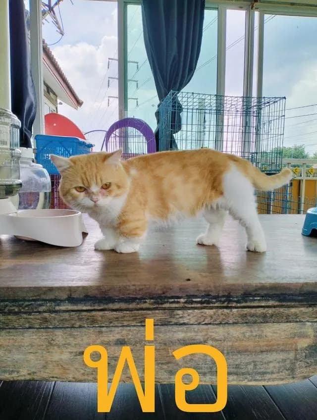 สัตว์เลี้ยง แมวมันช์กิ้น