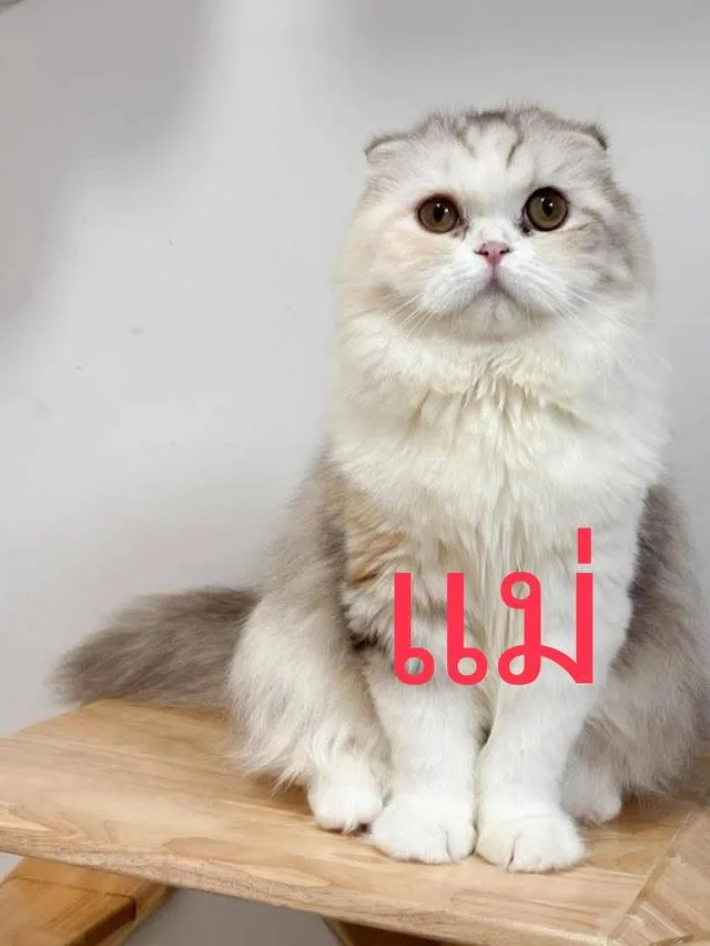 สัตว์เลี้ยง แมวมันช์กิ้น