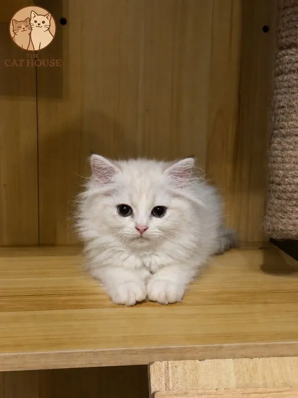 แมวเปอเซีย