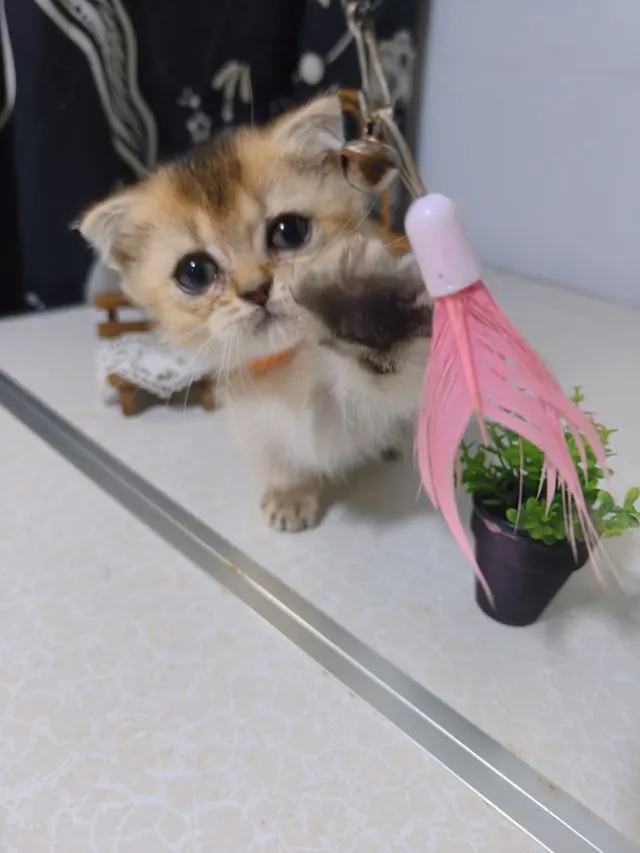 น้องแมวมันกิ้นช์ ขาสั้นอ้วนป้อมน่ารัก