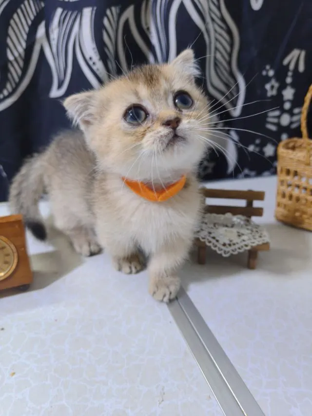 น้องแมวมันกิ้นช์ ขาสั้นอ้วนป้อมน่ารัก