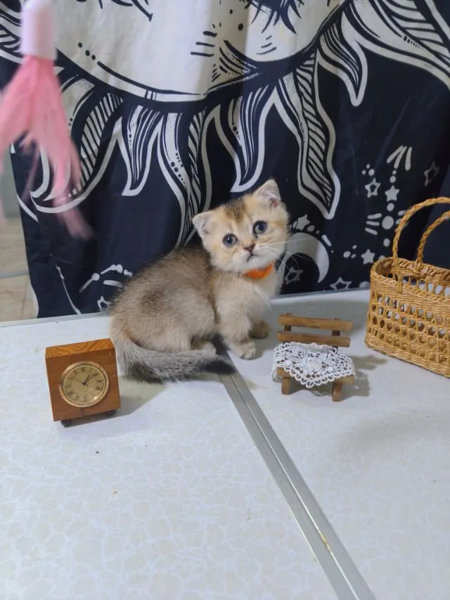 น้องแมวมันกิ้นช์ ขาสั้นอ้วนป้อมน่ารัก