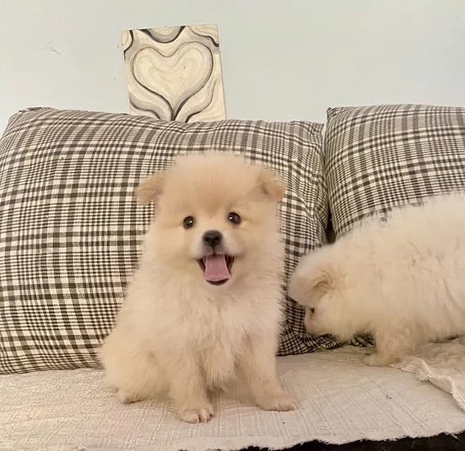 ลูกหมา ปอมหญิง พร้อมย้าย