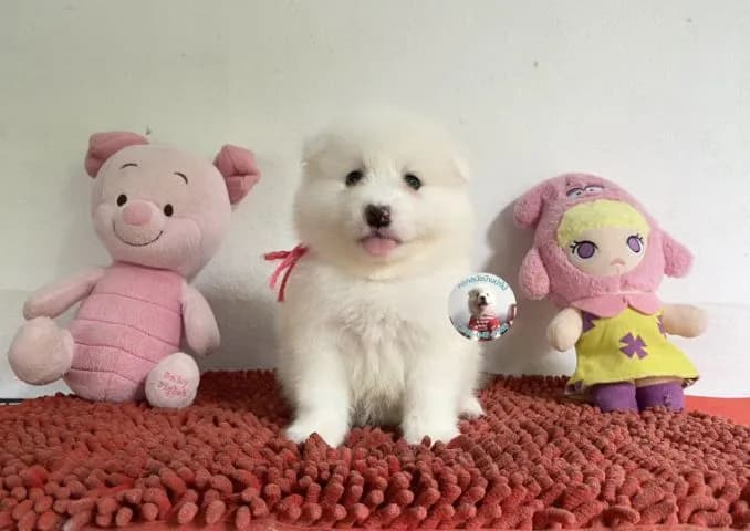 ลูกสปิตซ์ตัวผู้ หมีมากตัวแน่นๆพี่เล่นกินเก่ง หล่อมาก