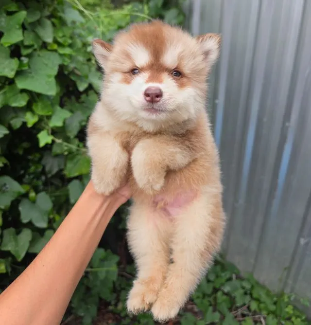 ไซบีเรียน วูลี่โค๊ต(ขนยาว)