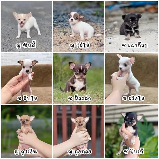 Chihuahuaพันธุ์แท้size mini