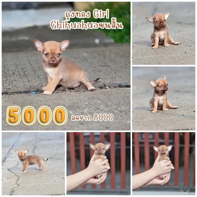 Chihuahuaพันธุ์แท้size mini