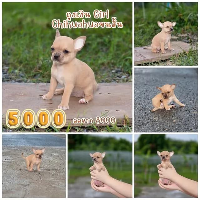 Chihuahuaพันธุ์แท้size mini