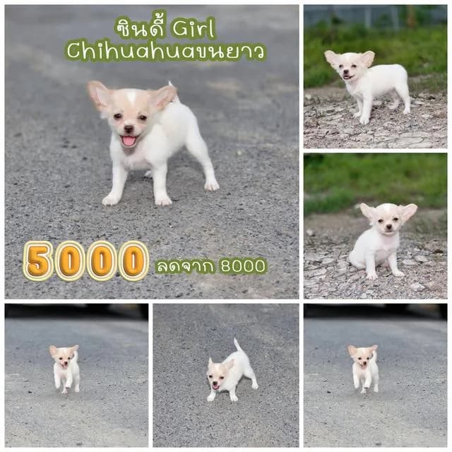 Chihuahuaพันธุ์แท้size mini
