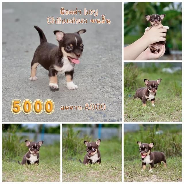 Chihuahuaพันธุ์แท้size mini