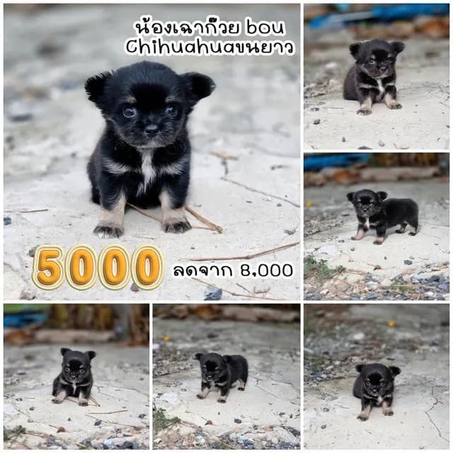 Chihuahuaพันธุ์แท้size mini