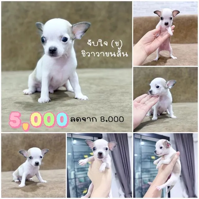 Chihuahuaพันธุ์แท้size mini