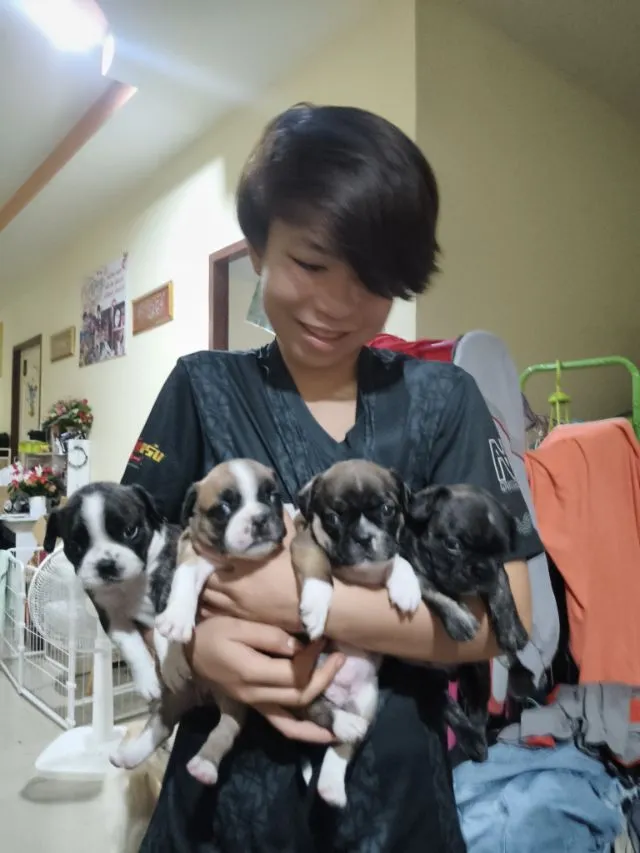ลูกเฟรนบลูด็อกอายุ39 วัน ช.2 ญ.2 มีแบบผ่อนรายเดือนไม่ต้องใช้บัตรเครดิต
