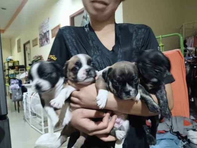 ลูกเฟรนบลูด็อกอายุ39 วัน ช.2 ญ.2 มีแบบผ่อนรายเดือนไม่ต้องใช้บัตรเครดิต