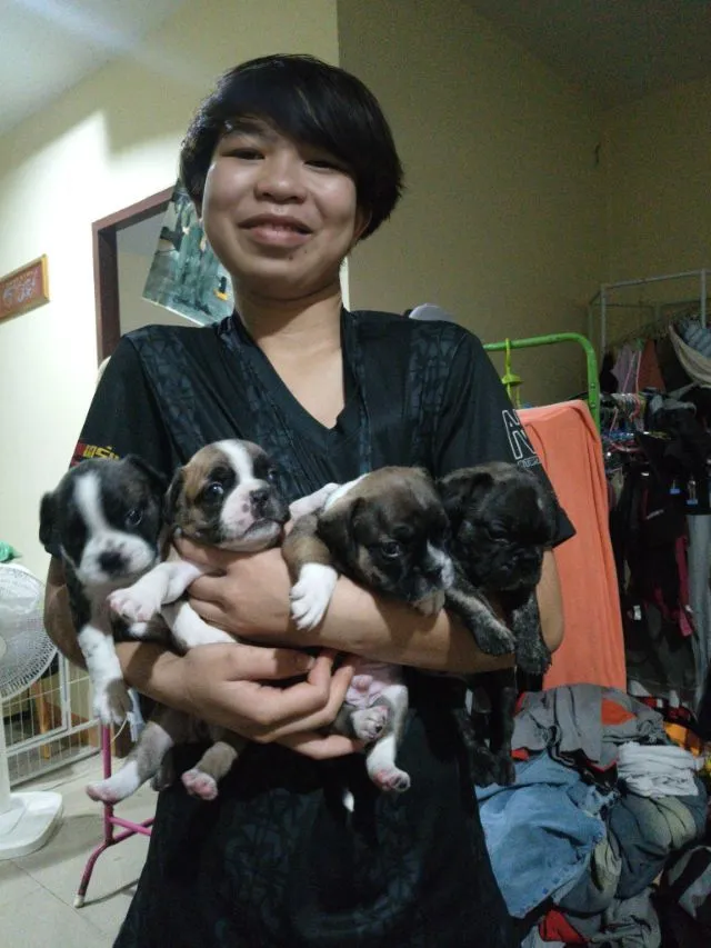 ลูกเฟรนบลูด็อกอายุ39 วัน ช.2 ญ.2 มีแบบผ่อนรายเดือนไม่ต้องใช้บัตรเครดิต