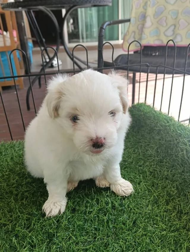ชิสุ