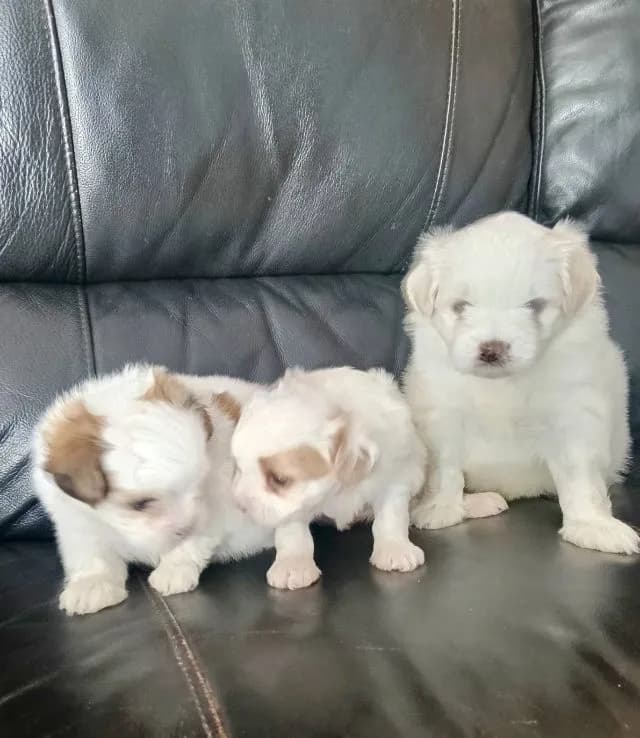ชิสุ