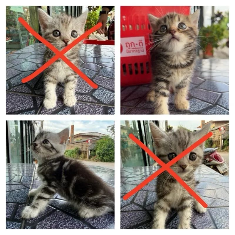 อเมริกันช็อตแฮร์