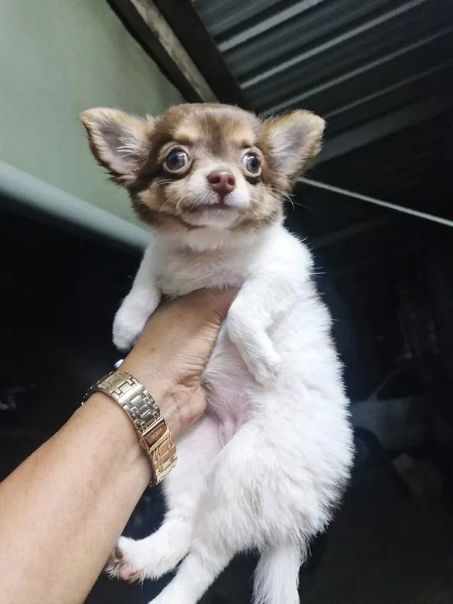 สุนัข ชิวาว่า ชิวาว่าขนยาว