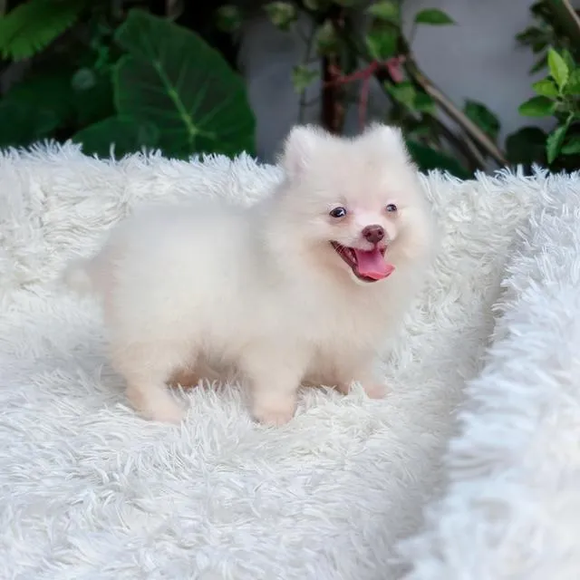 ปอมแท้หนุ่มหล่อพร้อมย้ายบ้านฟรีวัคซีนฟรีตรวจสุขภาพก่อนส่งมอบมีส่งเก็บปลายทาง