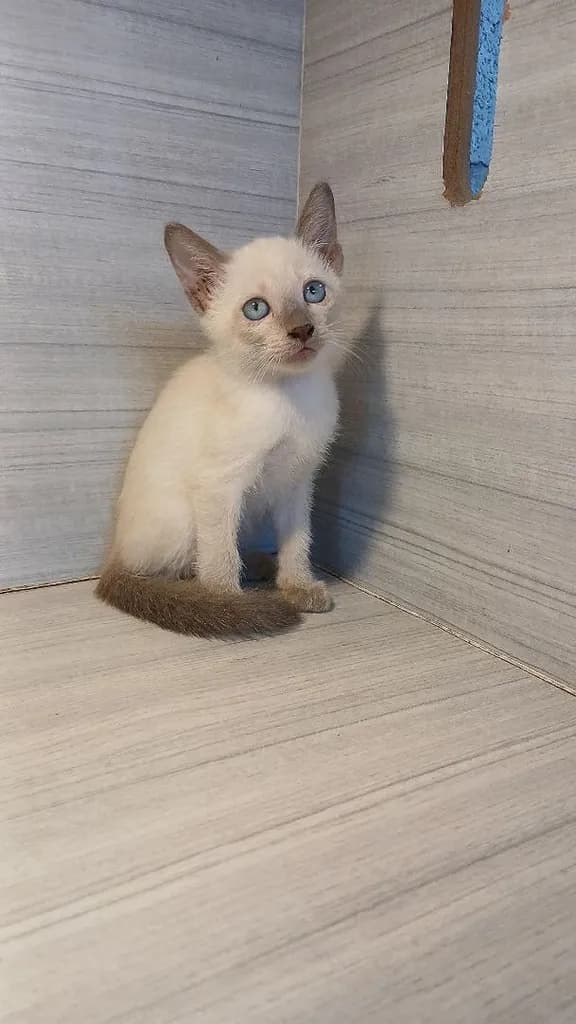 แมววิเชียรมาศ สีบลูพ้อยท์ ตรวจหัดให้ก่อนย้ายรับประกันเอดส์แมวกับรคีเมียคะ