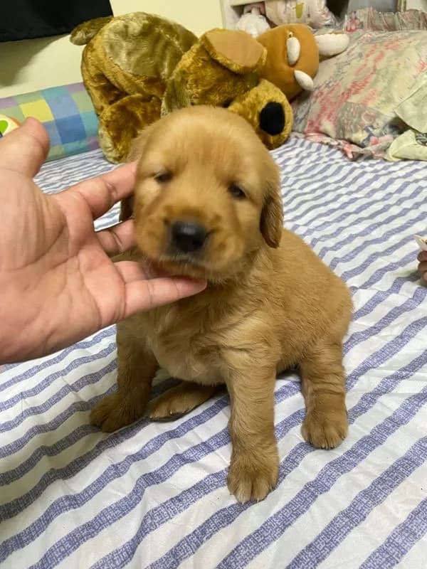 โกเด้นแท้