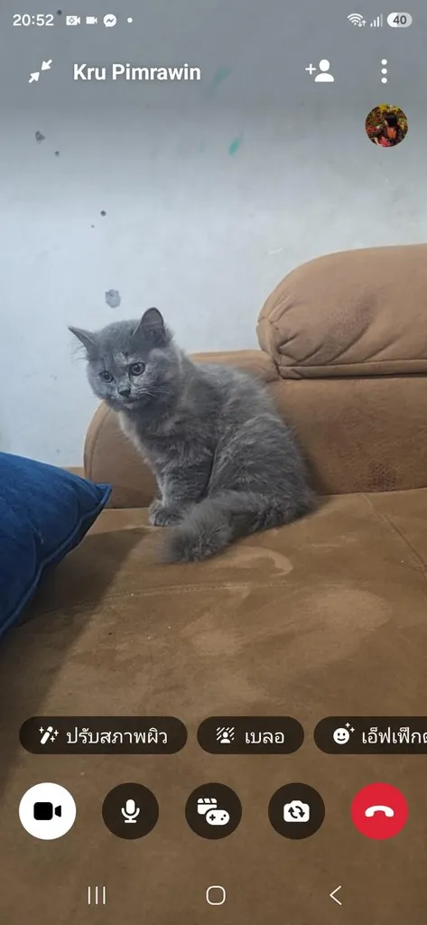 ❌️น้องได้บ้านแล้ว❌️น้องแมวสก็อตติช พ่อมันกิ้นแม่สก็อตติช น้องมียีนส์ขาสั้น 3,000 น้องอยู่บ้านบึงคะ