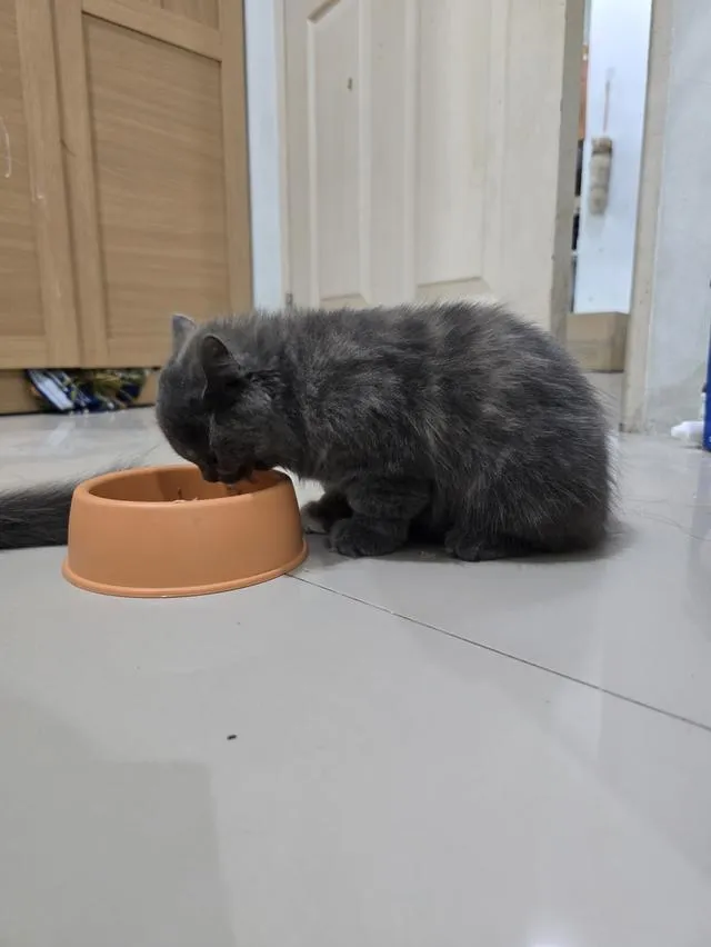 ❌️น้องได้บ้านแล้ว❌️น้องแมวสก็อตติช พ่อมันกิ้นแม่สก็อตติช น้องมียีนส์ขาสั้น 3,000 น้องอยู่บ้านบึงคะ