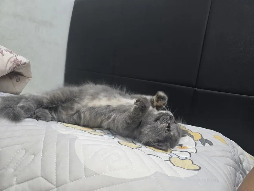 ❌️น้องได้บ้านแล้ว❌️น้องแมวสก็อตติช พ่อมันกิ้นแม่สก็อตติช น้องมียีนส์ขาสั้น 3,000 น้องอยู่บ้านบึงคะ