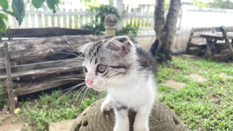 เด็กชายเชียงใหม่