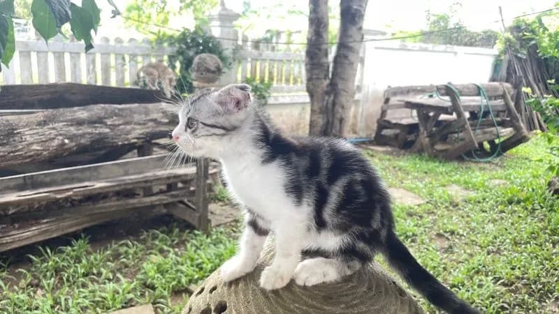 เด็กชายเชียงใหม่