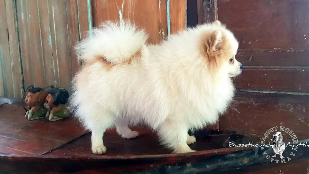 ปอมมินิ50วันพร้อมย้ายบ้าน