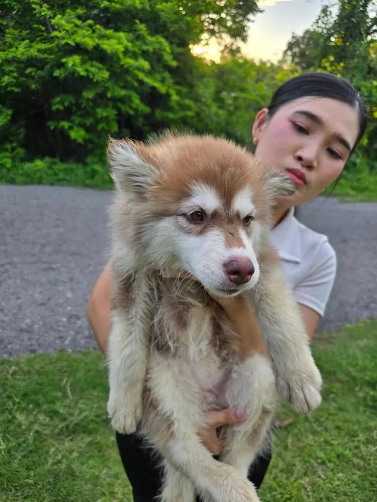 ไซบีเรียน ฮัสกี้ Siberian Husky