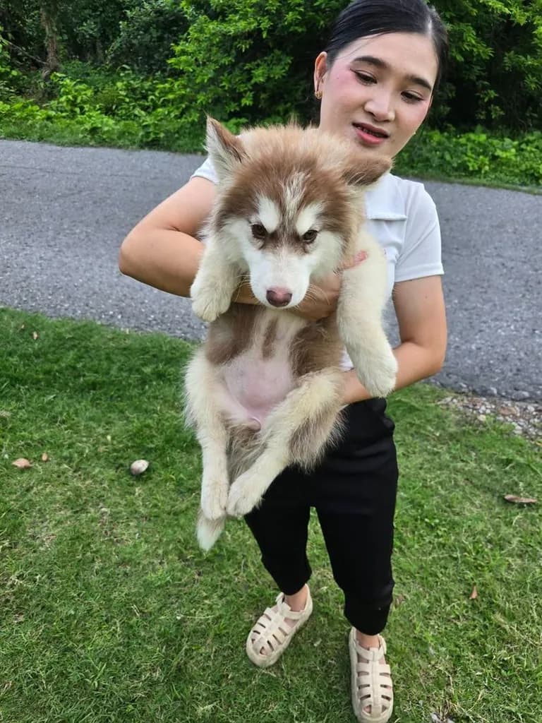 ไซบีเรียน ฮัสกี้ Siberian Husky