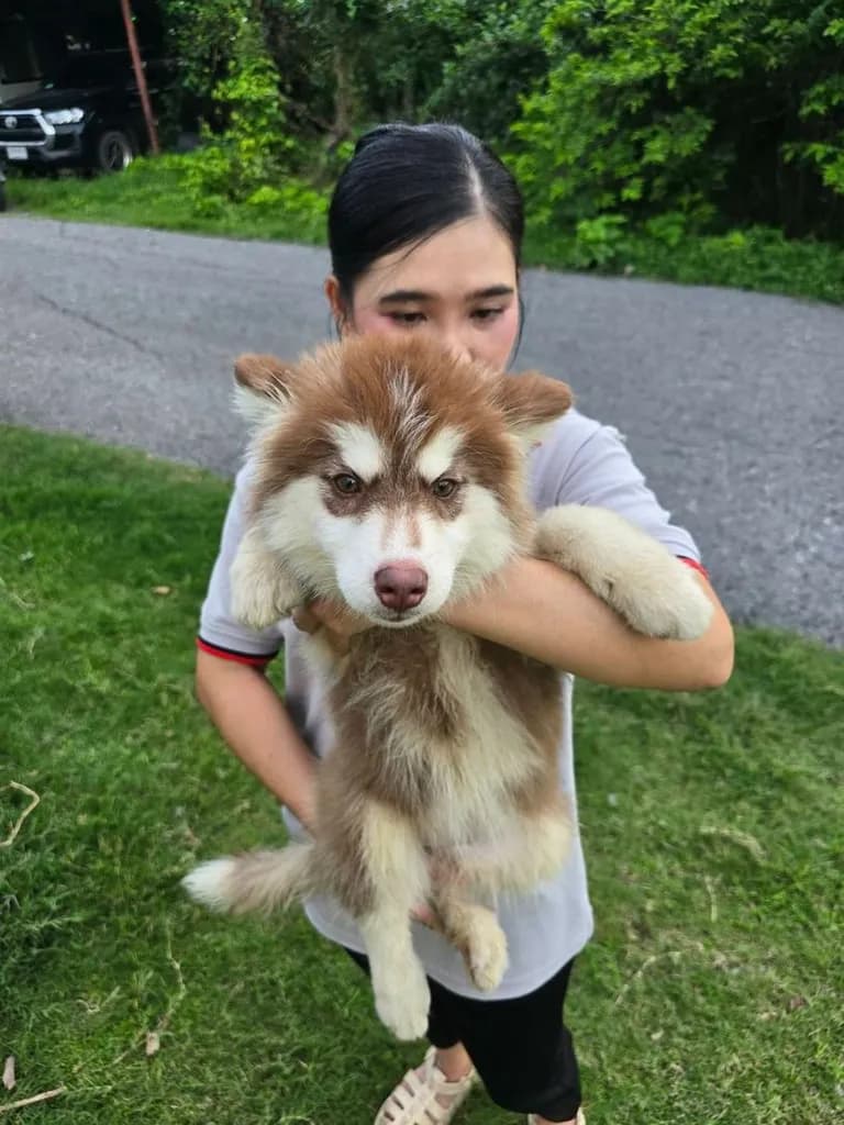 ไซบีเรียน ฮัสกี้ Siberian Husky